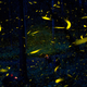 Tinder, but for fireflies.